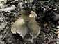 Óriás csiperke (Agaricus augustus), Budai-hegység